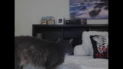 Snapshot of wrenleigh chatting on 09.25.25 Crystal Lake online show from 09.25.25