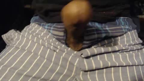 Snapshot of xentric777 chatting on 10.31.25 xentric777 online show from 10.31.25