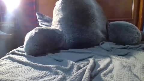 Fire 0range kush online show from 12.19.25