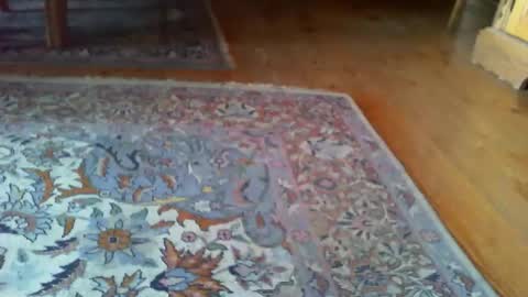 zevioo77 online show from 03.31.26