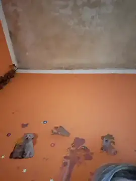 ducicsajsziii online show from 02.11.26