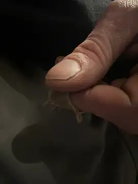 Followthepiper online show from 02.05.25