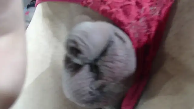 emma onassis 17 online show from 01.01.25