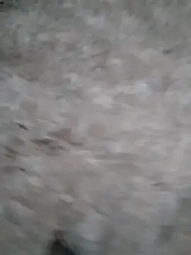 Mafiya1604 online show from 09.17.25