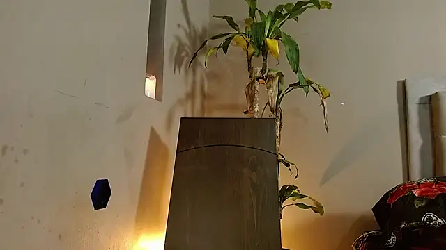 Snapshot of Mr_WhiteCock chatting on 12.26.24 Mr WhiteCock online show from 12.26.24