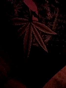 Snapshot of ySqmbVanbe chatting on 02.05.26 ySqmbVanbe online show from 02.05.26