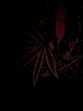 Snapshot of ySqmbVanbe chatting on 02.17.26 ySqmbVanbe online show from 02.17.26