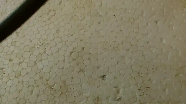 titi fiesta online show from 02.01.26