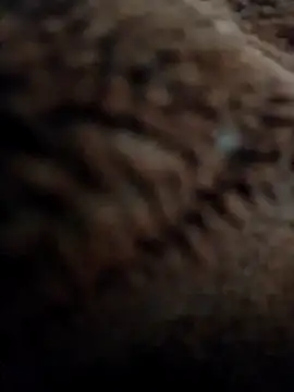 Priya Bong online show from 11.10.25