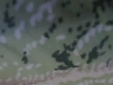 Snapshot of silky_milky chatting on 10.31.25 silky milky online show from 10.31.25