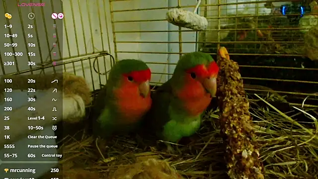 Sophie Bell online show from 02.07.25