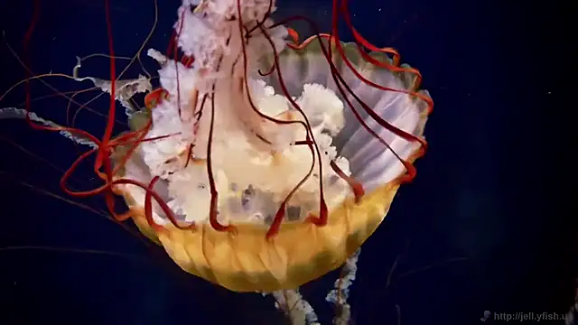 streamy test11 online show from 12.16.25