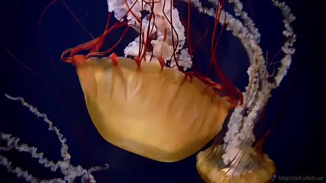 streamy test11 online show from 03.18.26