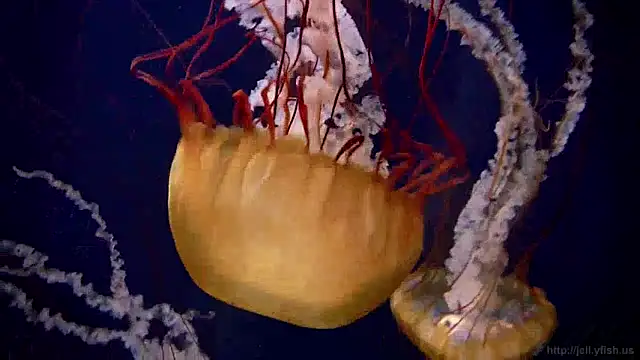 Snapshot of streamy_test12 chatting on 12.24.24 streamy test12 online show from 12.24.24