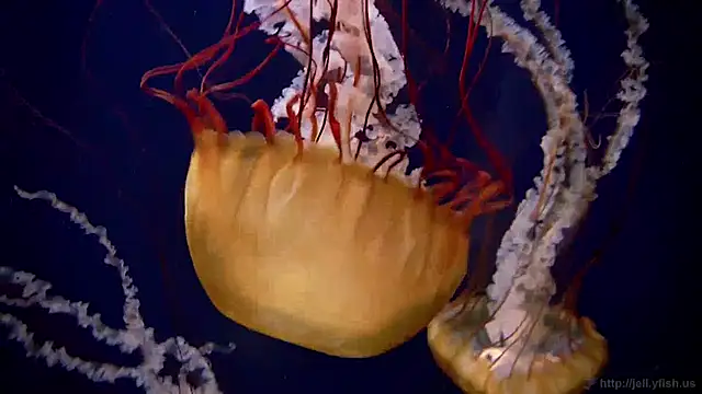 Snapshot of streamy_test12 chatting on 01.27.25 streamy test12 online show from 01.27.25