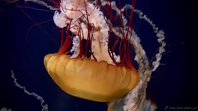 Snapshot of streamy_test12 chatting on 10.09.25 streamy test12 online show from 10.09.25