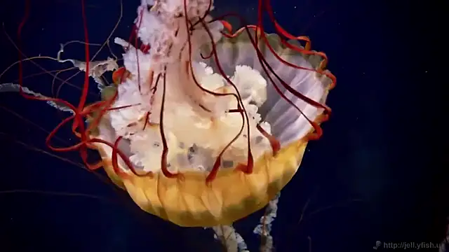 Snapshot of streamy_test12 chatting on 11.12.25 streamy test12 online show from 11.12.25