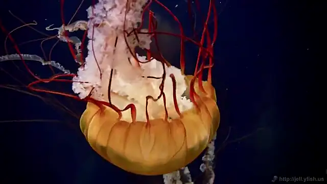 streamy test12 online show from 12.03.25