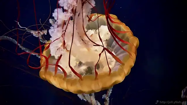 streamy test12 online show from 12.17.25