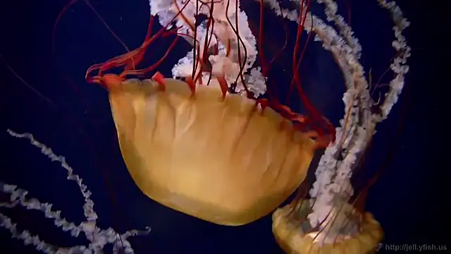 streamy test12 online show from 01.14.26