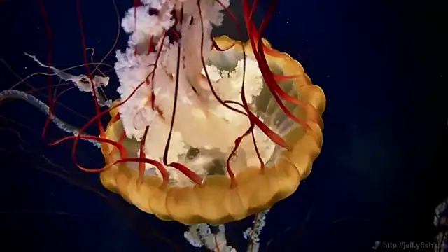 streamy test12 online show from 03.05.26