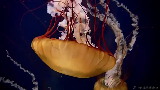 streamy test12 online show from 03.12.26