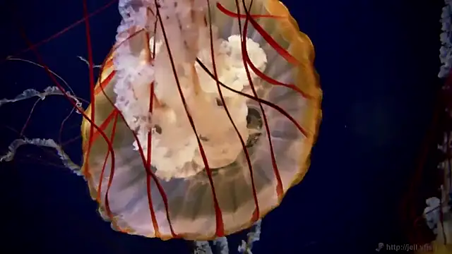 streamy test12 online show from 03.27.26