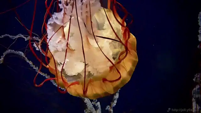 streamy test12 online show from 03.31.26