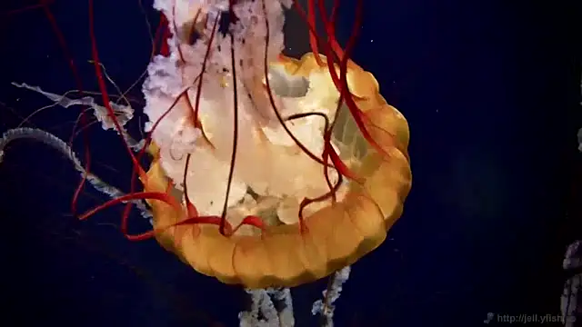 streamy test13 online show from 01.23.25