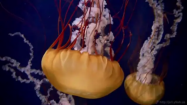 streamy test13 online show from 03.04.25