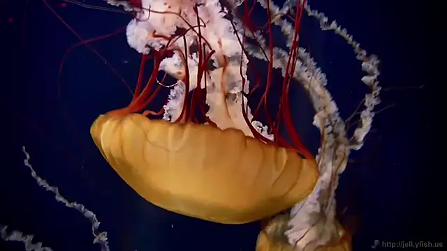 streamy test13 online show from 10.20.25