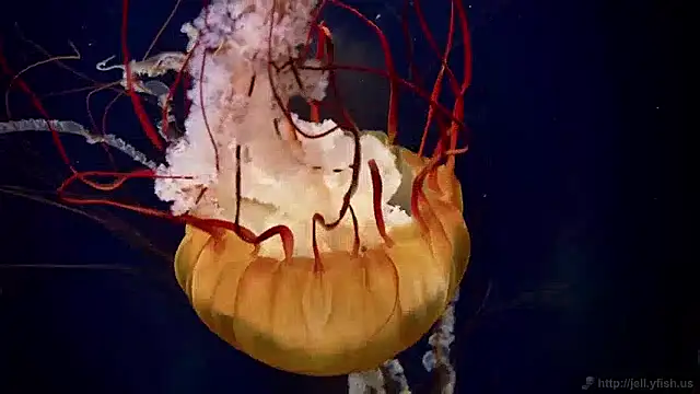 streamy test15 online show from 12.02.24