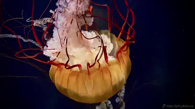 streamy test15 online show from 12.03.24