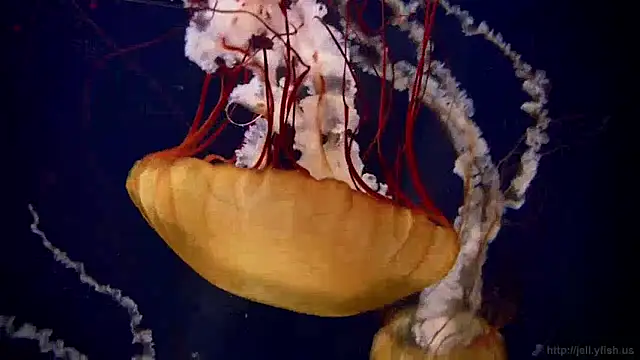 streamy test15 online show from 12.05.24