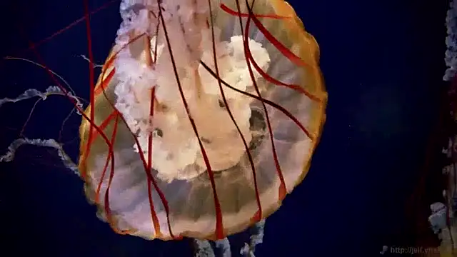 streamy test15 online show from 12.10.24