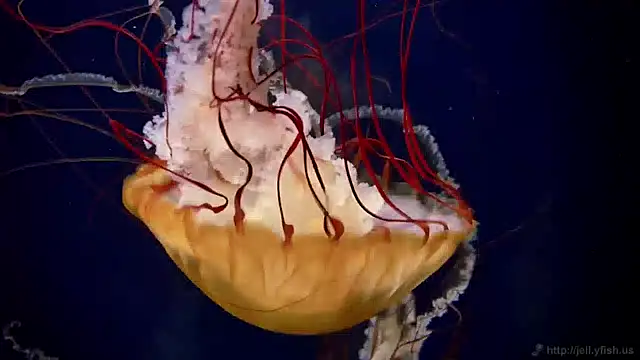 streamy test15 online show from 12.13.24