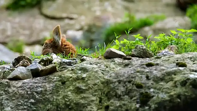 streamy test15 online show from 03.10.25