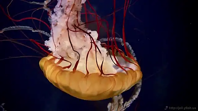 streamy test15 online show from 09.19.25