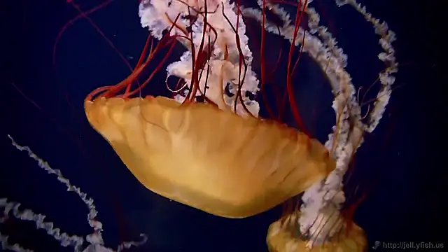 streamy test15 online show from 10.30.25