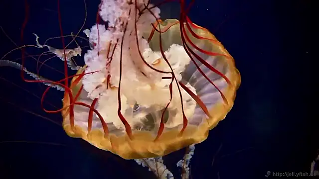 streamy test15 online show from 11.06.25