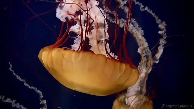 streamy test15 online show from 03.09.26