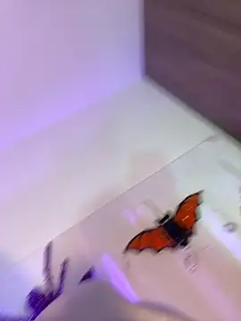 mikuru hara online show from 10.05.25