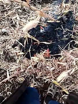 Snapshot of murokkk31 chatting on 11.27.25 murokkk31 online show from 11.27.25