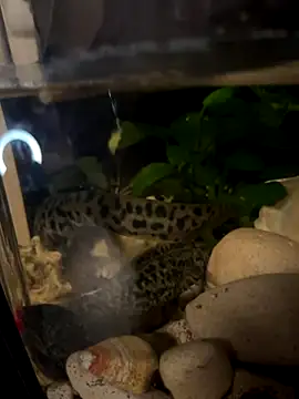 BroadFantasy online show from 10.18.25