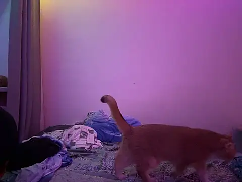 NimFF123 online show from 01.29.25