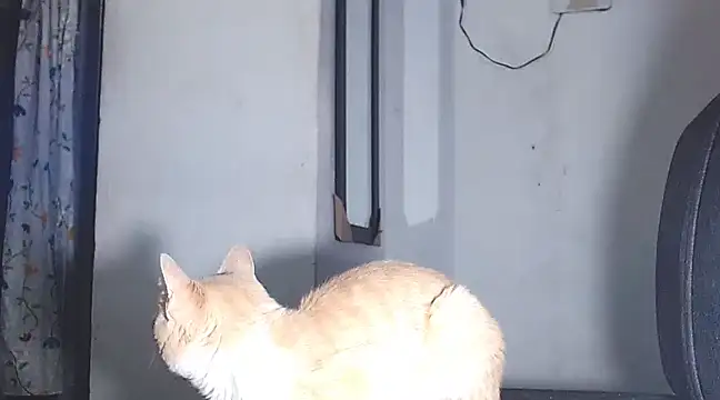 sofi doll77 online show from 03.01.25