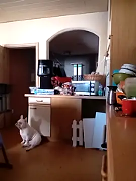 Wishes813 online show from 03.18.26