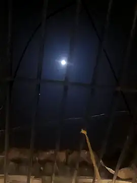 jellydicks online show from 01.11.25