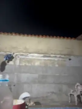 Leo bunny hot online show from 02.22.26