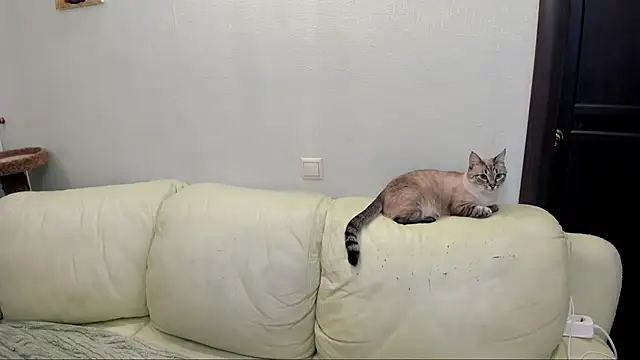 Snapshot of Pawsitive_Panther chatting on 12.17.24 Pawsitive Panther online show from 12.17.24